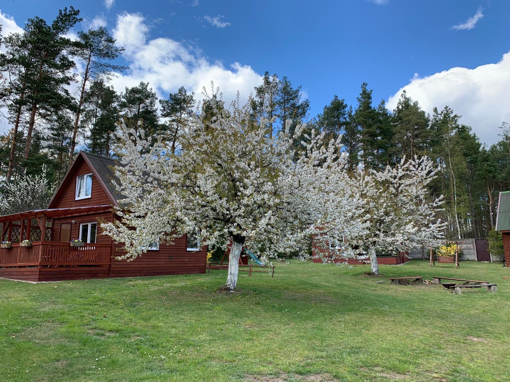 Villa Gryfne Kaszuby Kamienica Krolewska Esterno foto